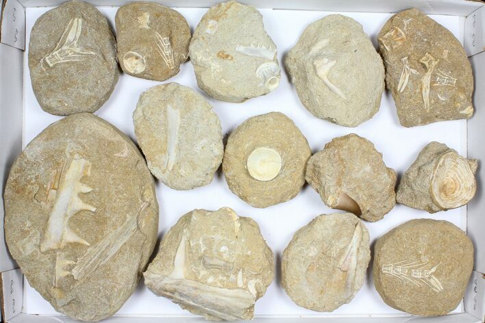 Flat: Cretaceous Marine Vertebrate Fossils - Pieces #96118